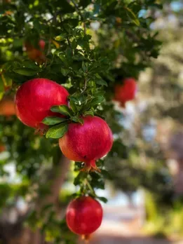 pomegranate 4 - unsplash (1)