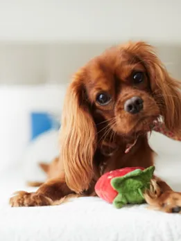 puppy 4 - unsplash (1)