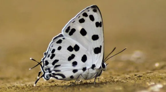 rare butterfly spotted in the Kotagiri slopes, spotted royal, royal spotted, spotted royal, Tajuria Maculata