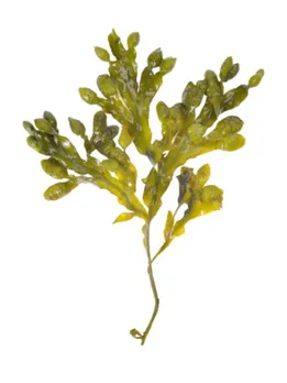 seaweed 3 - unsplash (1)