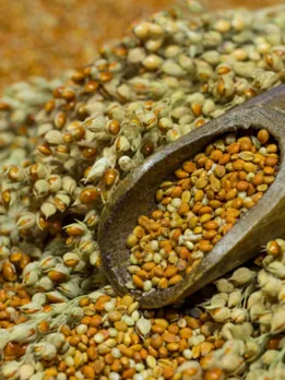 sorghum 3 - unsplas (1)