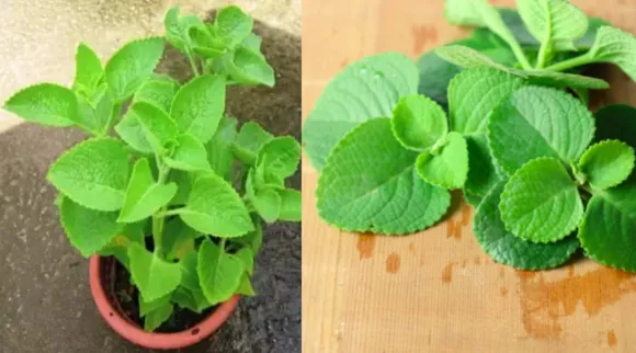 Karpooravall or Omavalli benefits in tamil and how to grow this plant at home