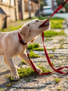 dog training 1 - unsplash (1)