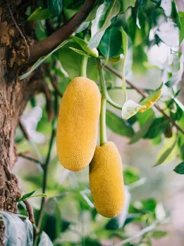 jackfruit 2 - unsplash (1)