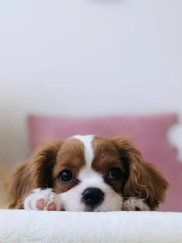 pets 3 - unsplash (1)