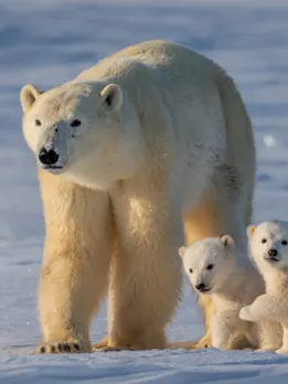 polar bear 1 - unspalsh (1)