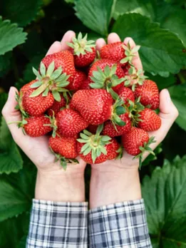 strawberry 4 - unspalsh (1)