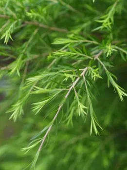 tea tree oil 4 - unsplash (1)