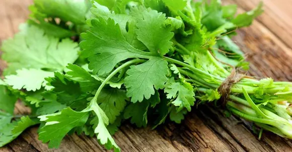 Can Coriander Help In Managing Diabetes
