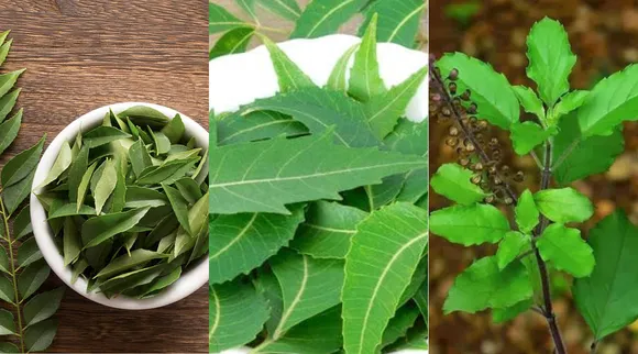 காலையில் வெறும் வயிற்றில் இந்த 3 இலை... சுகர் பிரச்னைக்கு இவ்ளோ சிம்பிள் தீர்வா?!