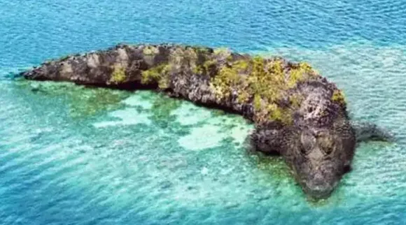 Optical Illusion, what you see crocodile or Island, நீங்கள் பார்ப்பது முதலையா? தீவா, இந்த படம் உங்க ஆளுமை பற்றி என்ன சொல்லுது பாருங்க, ஆப்டிகல் இல்யூஷன், Optical illusion image, what you see crocodile or Island or both, viral, viral photo