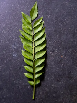 curry leaves 5 - unspalsh (1)