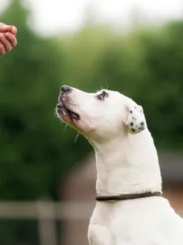 dog training 3 - unsplash (1)