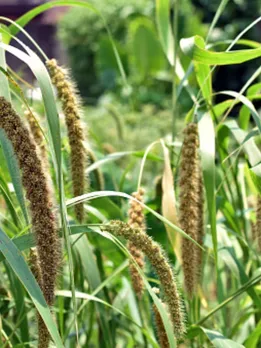 foxtail millet 1 - unsplash (1)