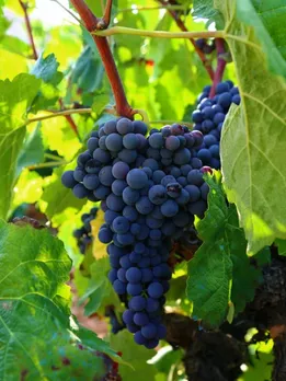 grapes 1 - unsplash (1)