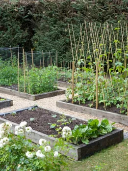 home garden 2 - unsplash (1)
