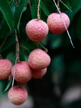 lychee 3 - unsplash (1)