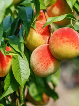 peach 2 - unsplash (1)