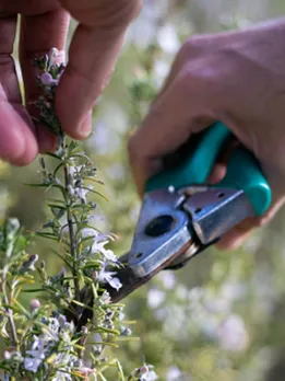 thyme 4 - unsplash (1)
