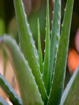 Aloevera 2 - Unsplash (1)
