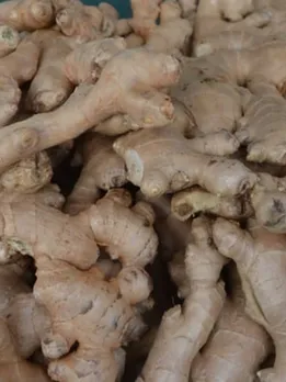 Ginger 5 - unsplash (1)