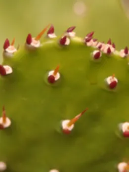 cactus 4 - SB (1)