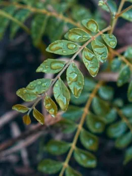 curry leaves 2 - unsplash (1)