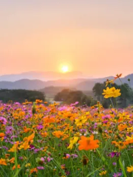 flower garden 3 - unspalsh (1)