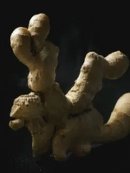 ginger 2 SB (1)