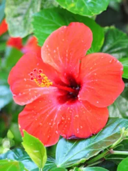 hibiscus 1 - SB (1)
