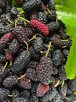 mulberry 2 - unsplash (1)