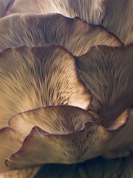 mushroom 2 - unsplash (1)