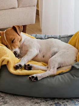 pets 7 - unsplash (1)