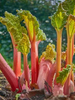 rhubarb 2 - unsplash (1)