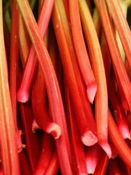 rhubarb 4 - unsplash (1)