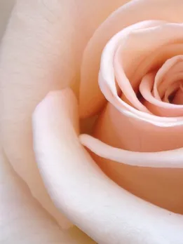 rose 1 - unspalsh
