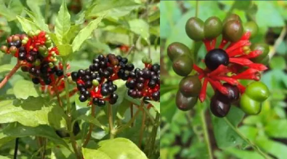 Sarpagandha Health Benefits, Ayurvedic Uses in tamil