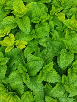 Mint - Unsplash (2)