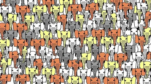 Optical Illusion, Optical Illusion Pictures, Optical Illusion Viral Picture, Optical Illusion Animal Picture, ஆப்டிகல் இல்யூஷன், ஆப்டிகல் இல்யூஷன் படம், Optical Illusion Viral Photos, Optical Illusion Latest, about optical illusion,Optical Illusion photos, Optical Illusion pictures, Optical Illusion images