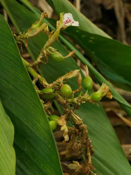 cardamom 4 - unspalsh (1)