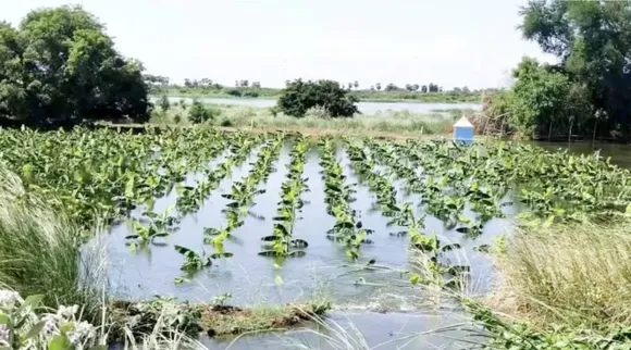 tiruchi district, trichy, srirangam, kallanai road, cauvery flooding, banana trees damage, farm land spoiled