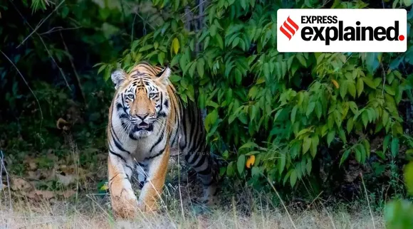 மனித - வனவிலங்கு மோதல்கள்; எண்ணிக்கையும் காரணங்களும்