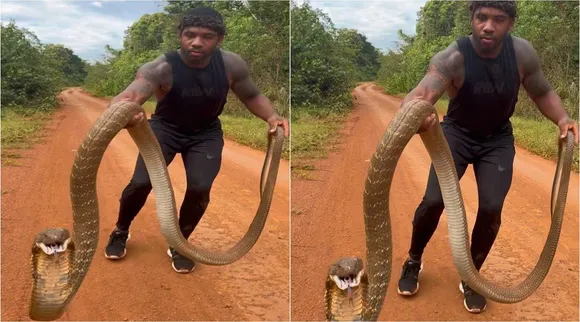 king cobra, king cobra viral video, ராஜநாகம், ராஜநாகம் வைரல் வீடியோ