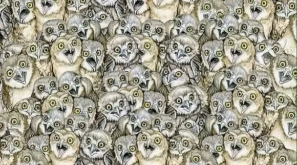 Optical Illusion, Optical Illusion Pictures, Optical Illusion Viral Picture, Optical Illusion Animal Picture, Optical Illusion Viral Photos, Optical Illusion Latest, about optical illusion,Optical Illusion photos, Optical Illusion pictures, Optical Illusion images