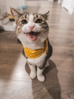 cat 2 - unsplash (1)