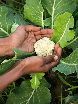 cauliflower 5 - unsplash (1)