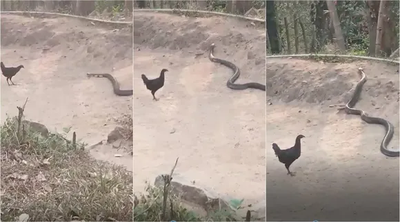 pollachi topslip, king cobra enters into residential, poultry detained king cobra, viral video, பொள்ளாச்சி, ராஜநாகம், வைரல் வீடியோ, ராஜநாகத்தை விரட்டிய கோழி வைரல் வீடியோ