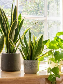 plants 1 - unsplash (1)