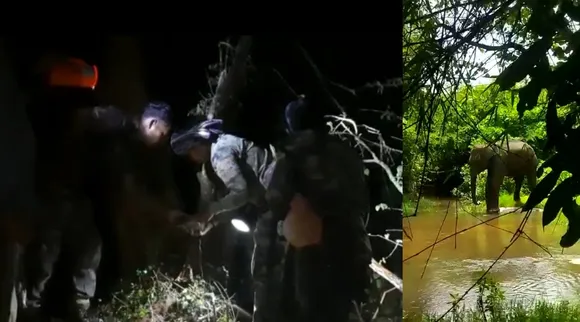 wild elephant stuck in middle of forest, officers search on 5th day