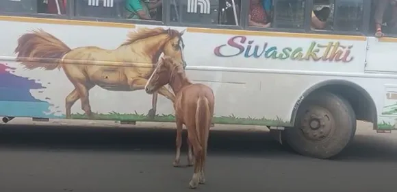 பாசம் விட்டுப் போகுமா? தன்னையே பார்த்தது போல் பஸ் உடன் ஓடிய குதிரை